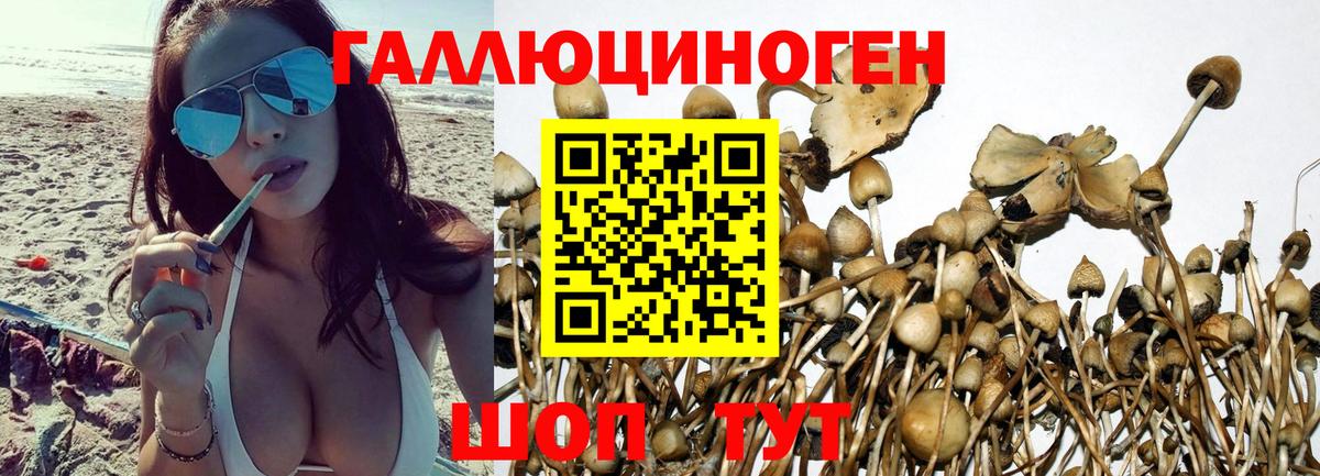 Псилоцибиновые грибы Cubensis  Вход с VPN  Кузнецк 